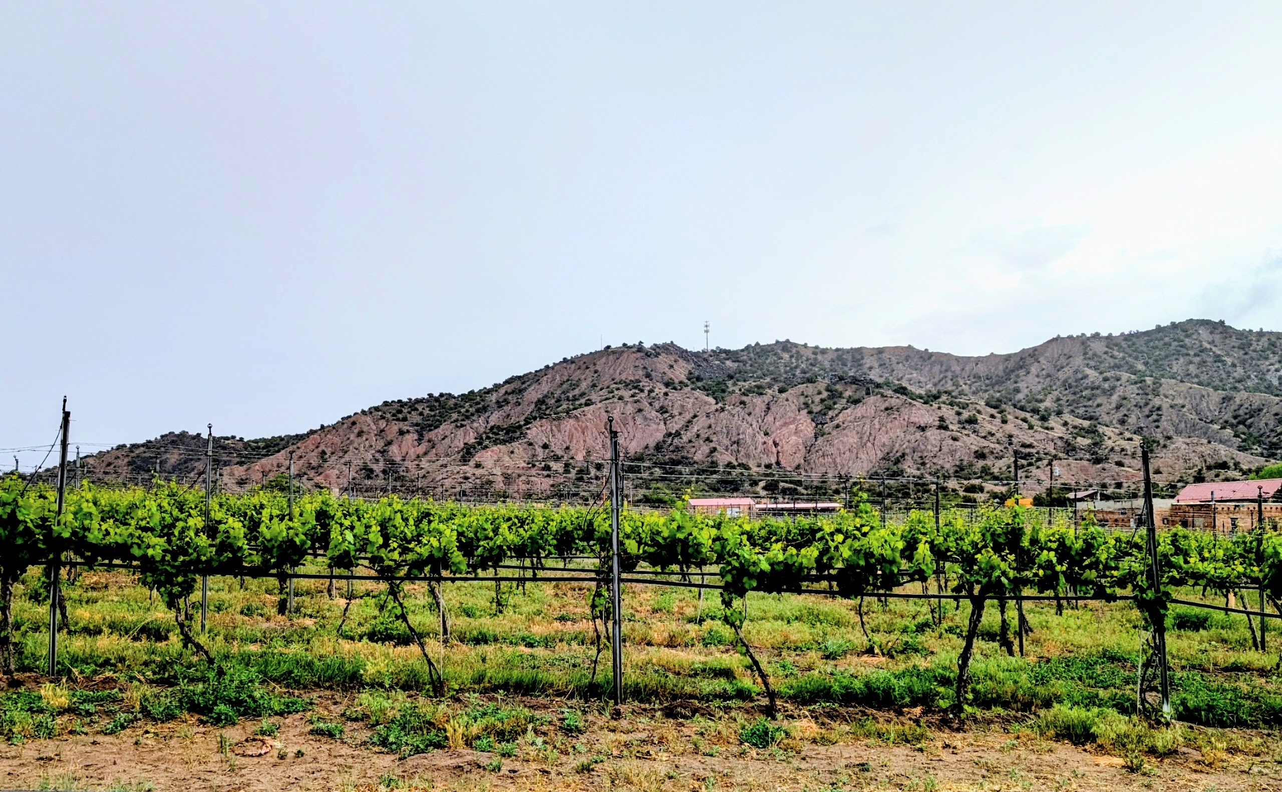 Vivac Winery Vineyards